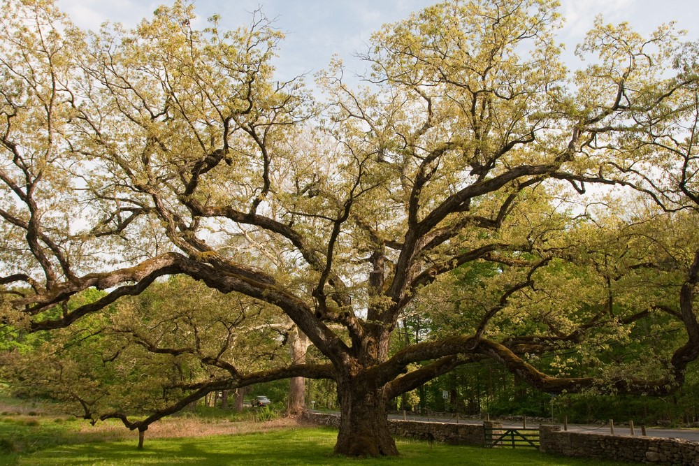 Wedding Limo Service Westchester NY